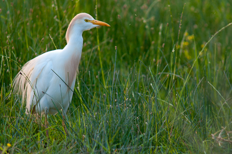 Koereiger